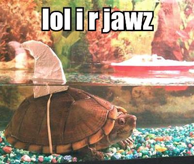 The turtle thinks he is jaws