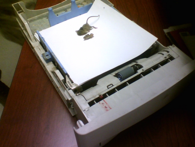 we printed something off the internet and we were sitting there waiting for it to print, and the printer made some weird grinding noise and then it jamed when we opened it up we found this mouse decapitaded the printer cut off his head trying to feed it self paper!