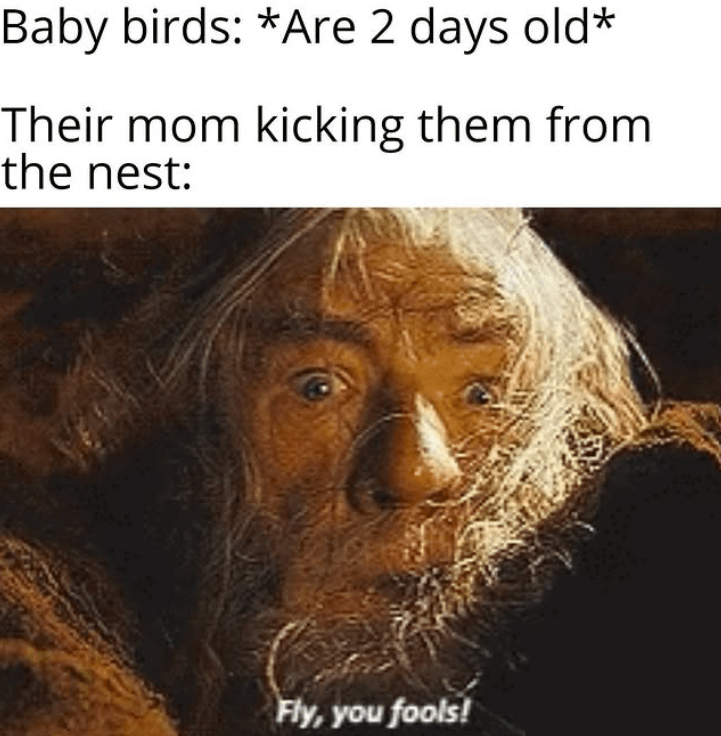 randomMeme