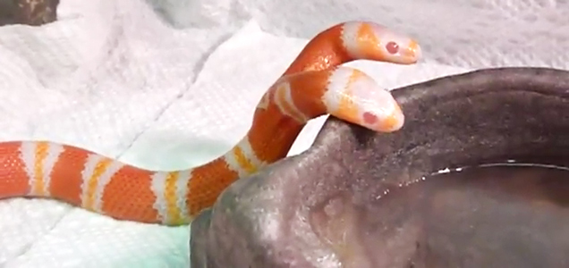 Cool 2 Headed Snake Drinking Water! - Video | eBaum's World