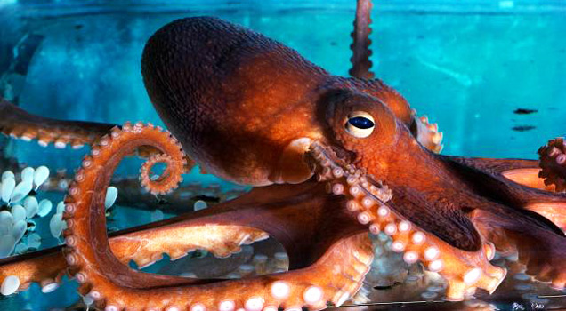 Octopus Eating A Crab - Video | eBaum's World