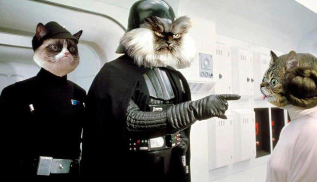 cat star wars monday morning randomness