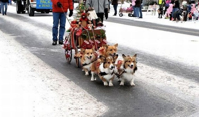 corgi sled monday morning randoms