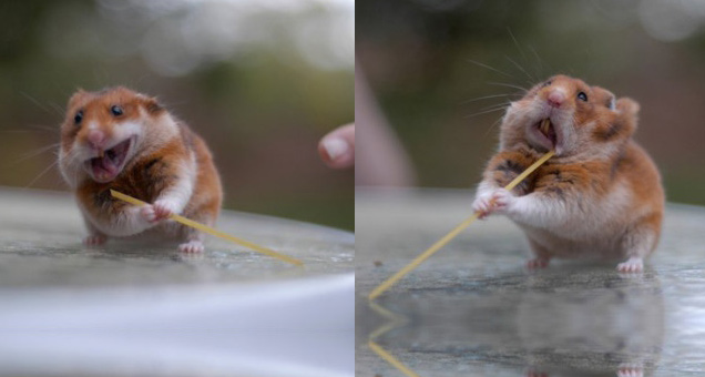 hamster holding a stick