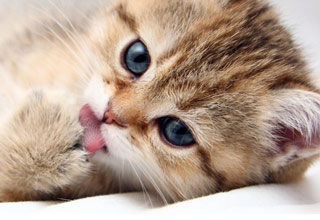 <p>Start your Caturday off with the best in GIF cuteness!</p>