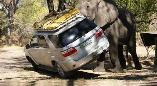 elephant vs toyota fortuner