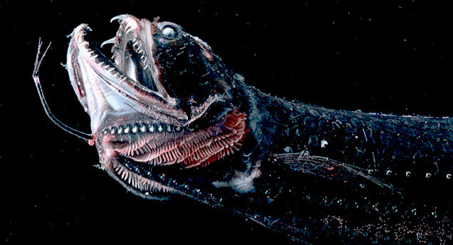 19 Creatures From The Mariana Trench - Wtf Gallery