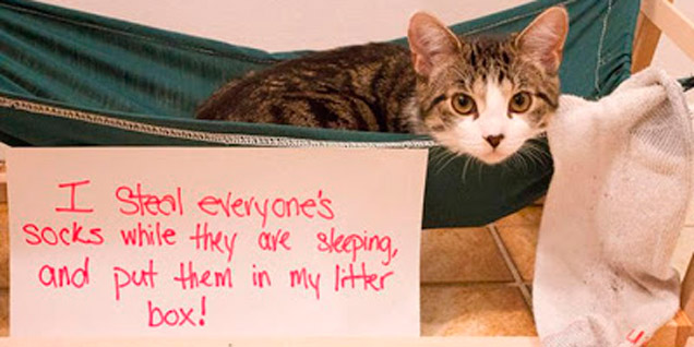 21 Examples Of Cat Shaming