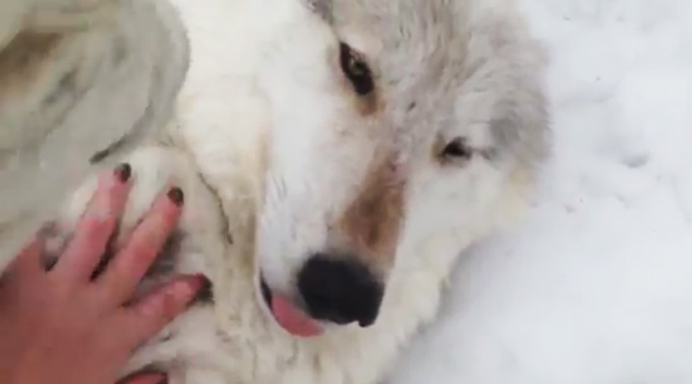 Wolf Belly Rub