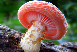 Incredible images of the fungus among us!