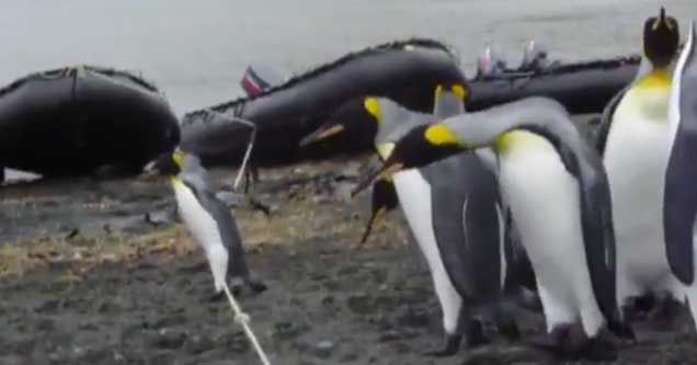 Penguins Stumped By A Rope