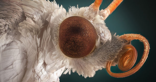 Beautiful and Bizarre Macro Photos Of Bugs