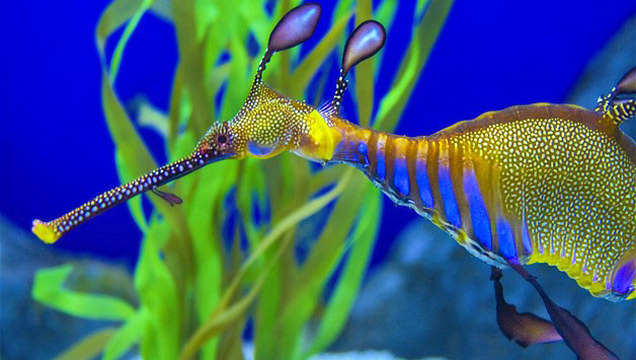 Creatures Of The Sea