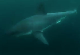 A close call with a Great White shark in Sydney Harbor.  A swimmer jumps in and immediately confronts a Great White shark.
