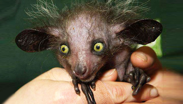 Most Alien-Like Creatures On Earth