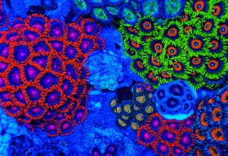 Scuba diving with a blacklight creates amazing visuals!