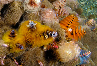 Coral reefs are basically the rain forests of the ocean. They are beautiful and full of life.