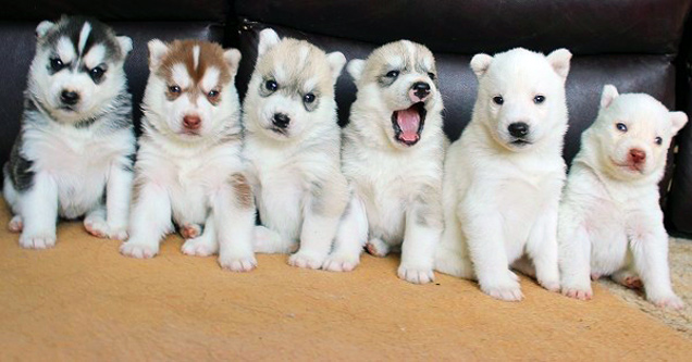 The Most Adorable Husky Moments - Gallery | eBaum's World