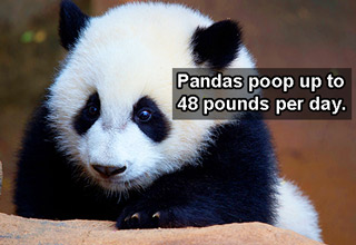 Some very interesting information regarding poop.