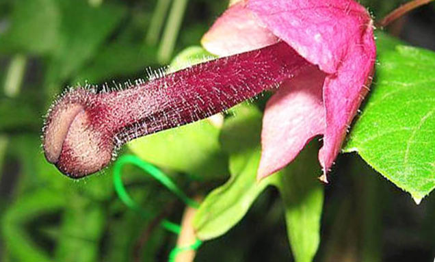 pink flower that looks like a penis