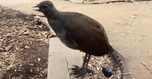 lyrebird chirping