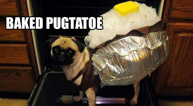 pug in baked potato costume