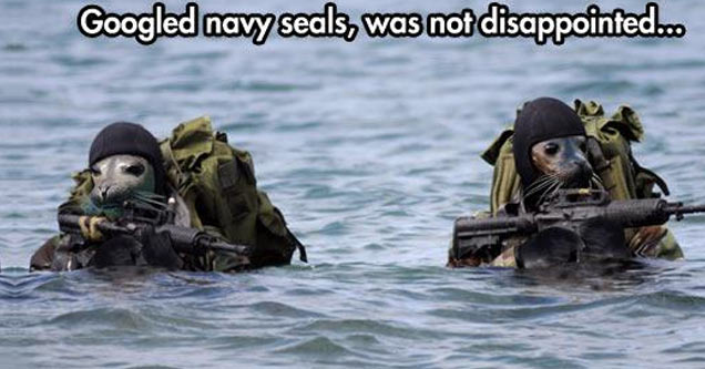 navy seal sealsnavy seals seal - Googled navy seals, was not disappointed.co