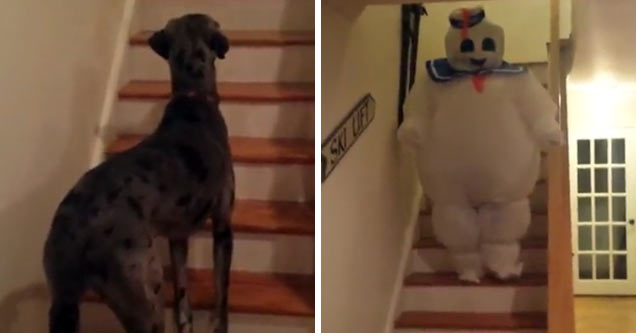 great dane stay puft marshmellow man