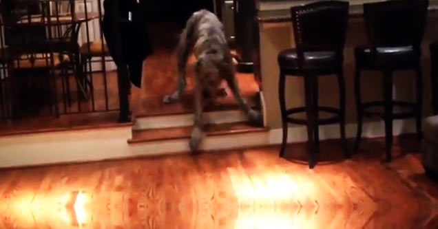 wolf hound goes down stairs