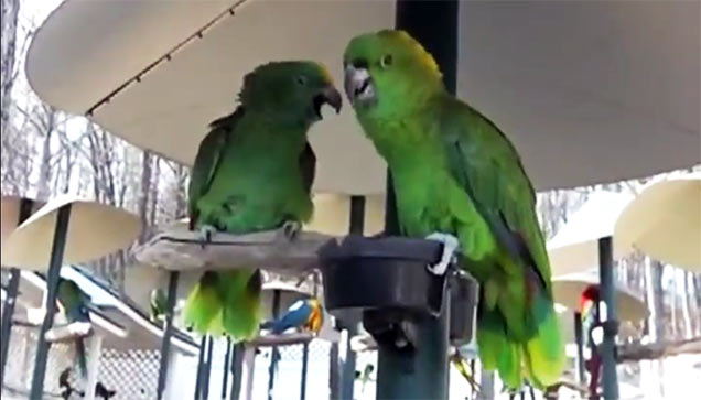 parrots arguing