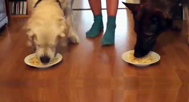 german shepherd and golden retriever eating from plates of spaghetti on the floor