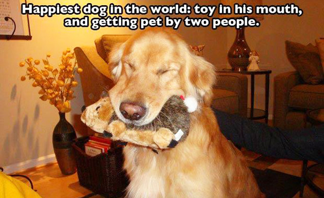 happy dog with porcupine toy