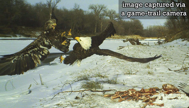 two eagles fighting