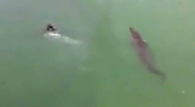 crocodile chases swimmer