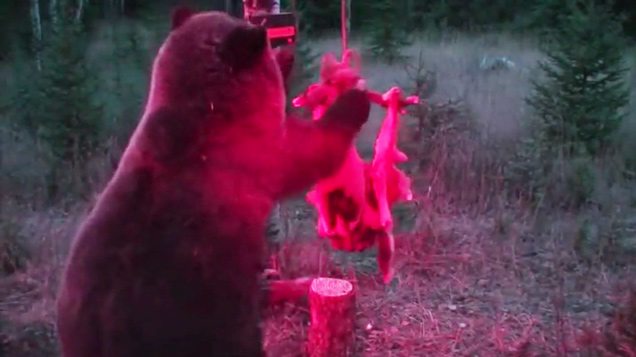 bear attacking electric trap