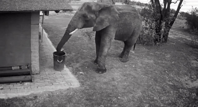 elephant cleans up trash