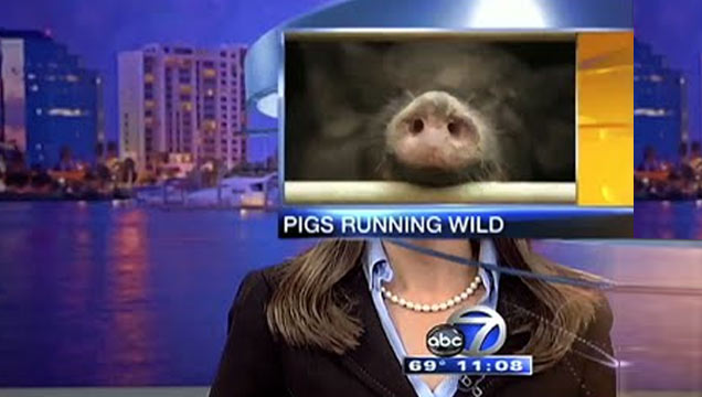 pig headed reporter