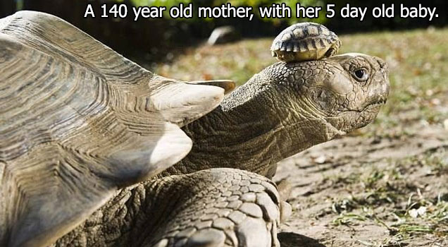 140 year old turtle and baby