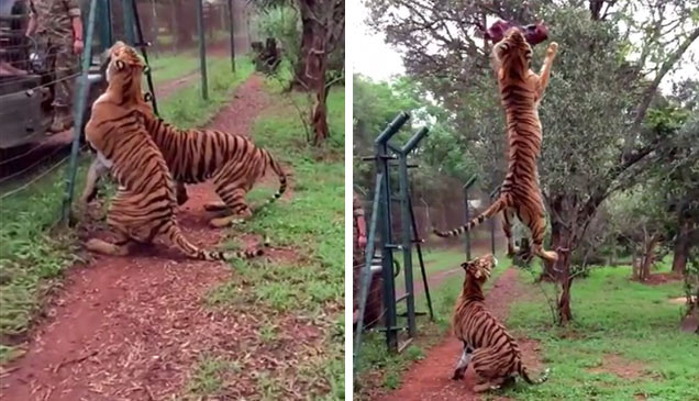 tiger jumping for meat next to a fence and some people.