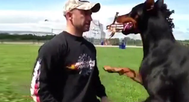 doberman pinsher does tons of tricks