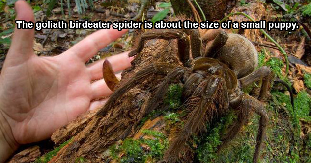 The goliath birdeater spider is about the size of a small puppy.