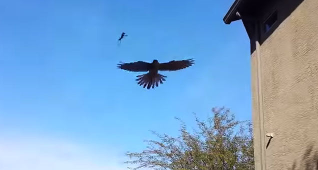 gaint grasshopper gets eaten by bird