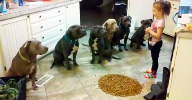 pitbulls waiting for little girl to eat