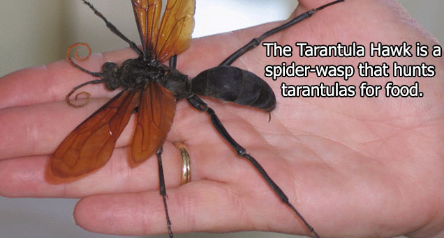 tarantula hawk spider wasp