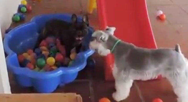 little dog goes nuts in ball pit