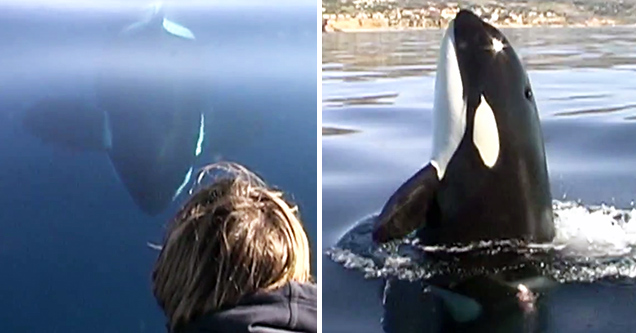 killer whale popping out of water