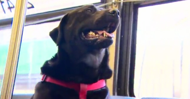 black lab dog riding bus