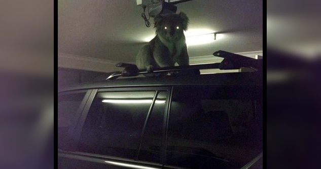 A koala in a garage on an SUV stares at the camera. It's eyes glow from the camera's flash.