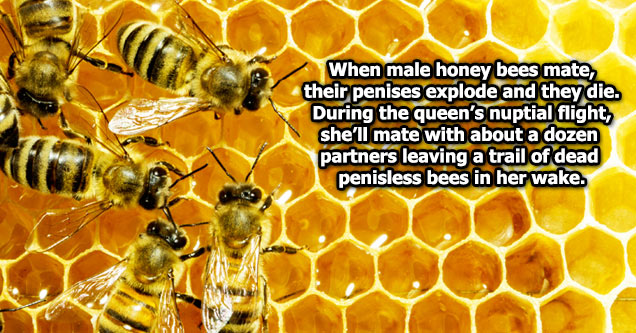 bees