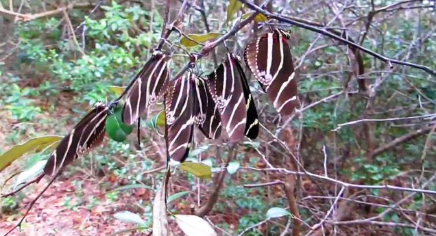 6 butterflies on a branch